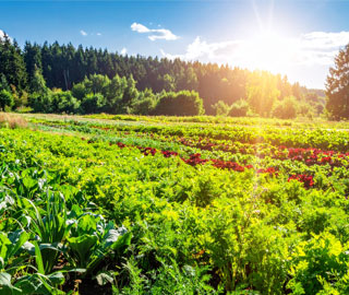 Lebensraum Welle Gemuesefeld