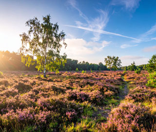 Lebensraum Welle Droege Heide