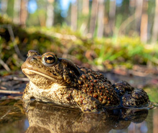 Lebensraum Welle Kroete Este