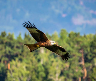 Lebensraum Welle Rotmilan Cordshagen