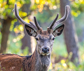 Lebensraum Welle Rotwild Wald